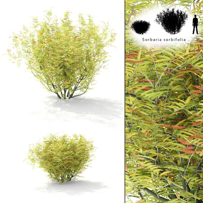 Рябинник рябинолистный куст | Sorbaria sorbifolia — Вид 1
