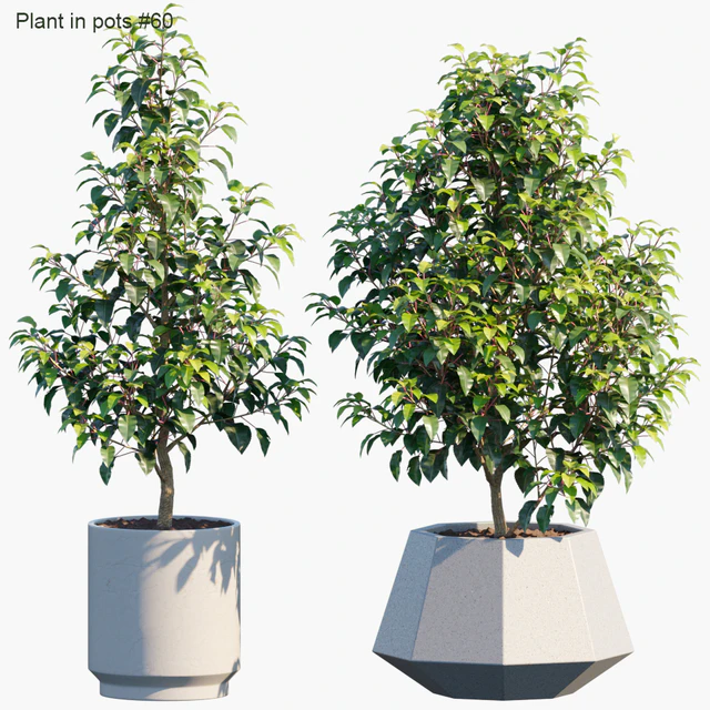 Plant in pots #60 : House plants — Скачать