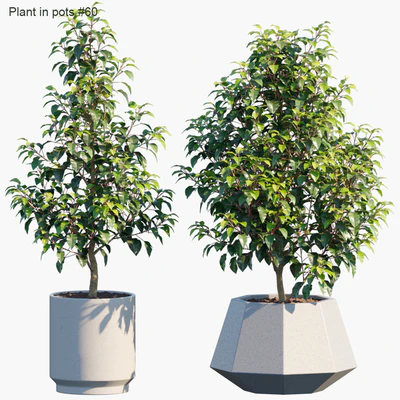 Plant in pots #60 : House plants — Вид 1