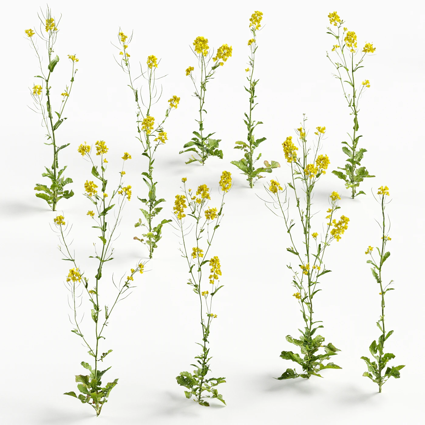 flowers and weeds 013 — Descargar