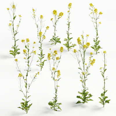 flowers and weeds 013 — Descargar