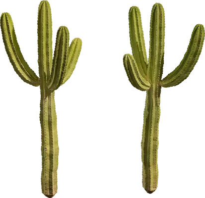 cactus 001 — Download