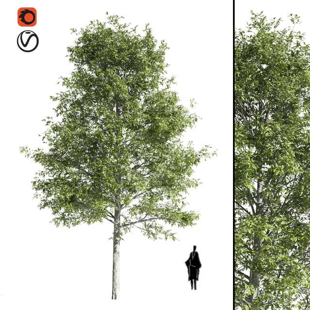 High quality OAK-Tree — Descargar