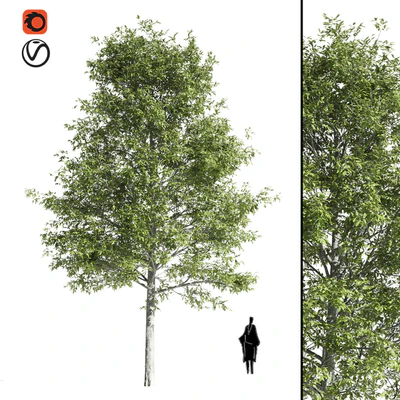 High quality OAK-Tree — Ver 1