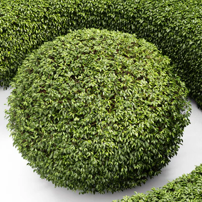Dwarf Yaupon Holly - Spherical + Box hedge — Ver 6