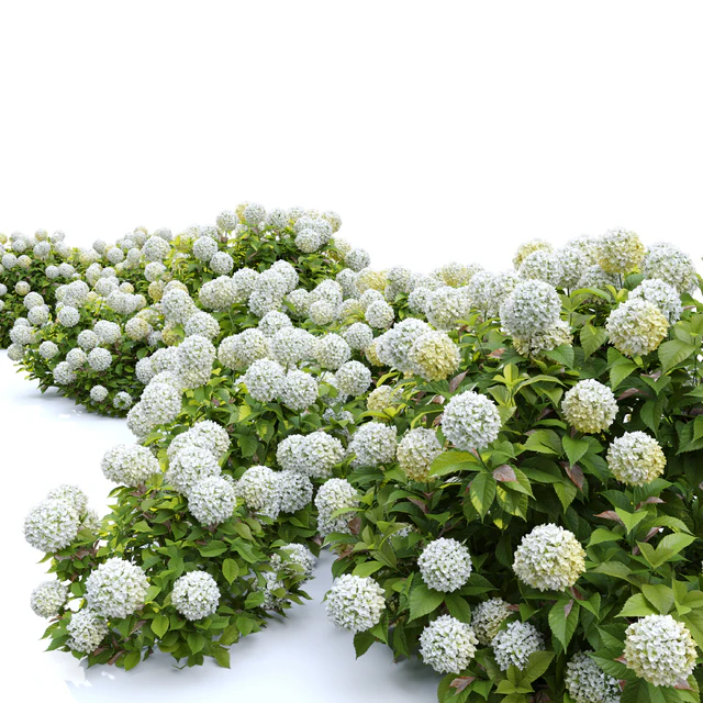 Hydrangea 02 — Descargar