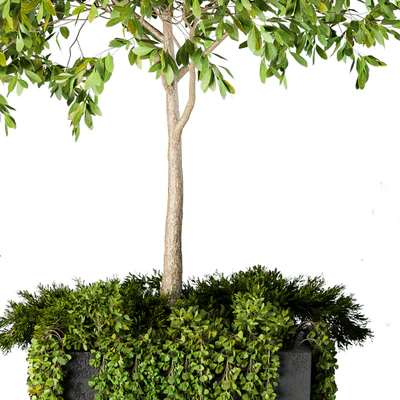 Outdoor Plants Round Topiary Tree - Set 75 — Ver 4