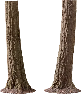ash tree trunk 002 — Descargar