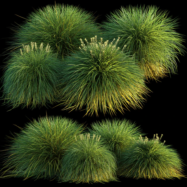 Miscanthus — Descargar