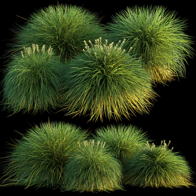 Miscanthus — Ver 1