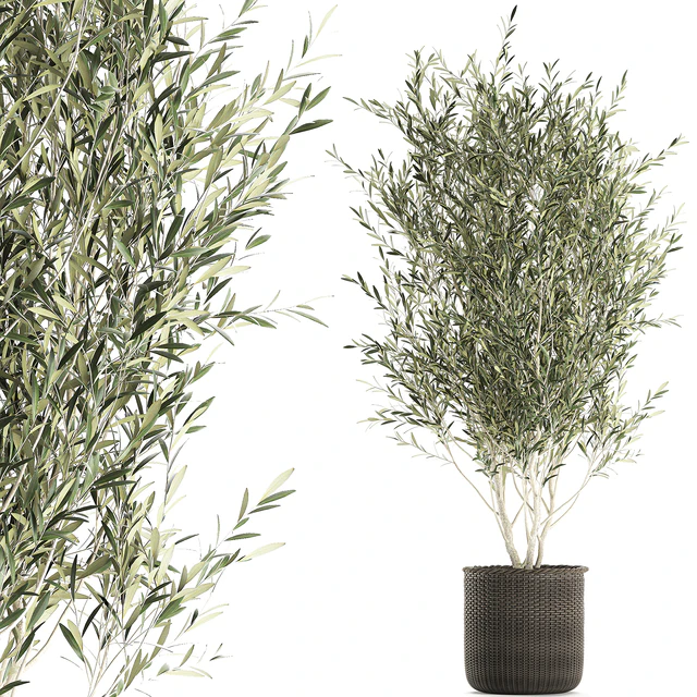 A beautiful little decorative olive tree in a wicker basket. Set 651. — Descargar