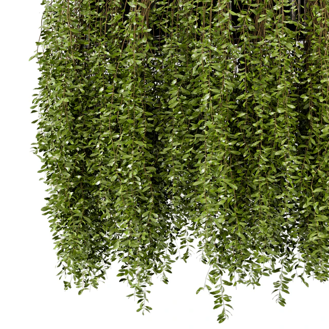 Indoor Hanging Plants in Metal Box - Set 192 — Descargar