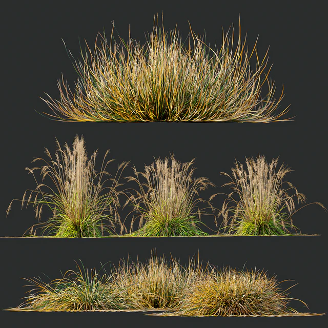 Carex Testacea Orange and Molinia Caerulea Fire Grasses — Скачать