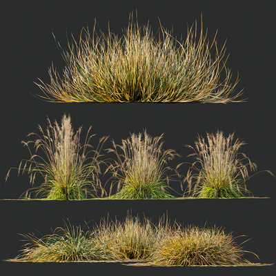 Carex Testacea Orange and Molinia Caerulea Fire Grasses — Вид 1