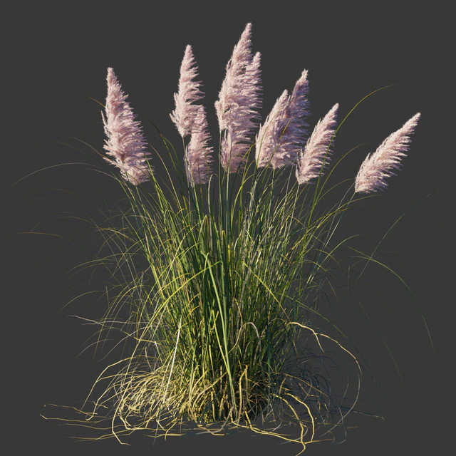 Кортадерия двудомная Розеа/Cortaderia selloana Rosea — Скачать