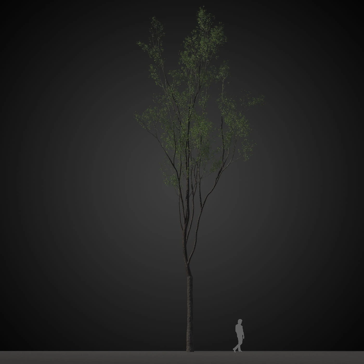 trees 033 — Descargar