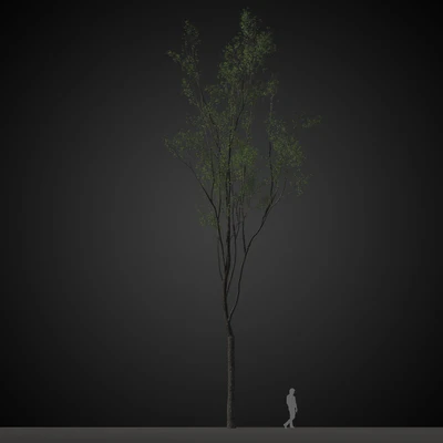 trees 033 — Descargar
