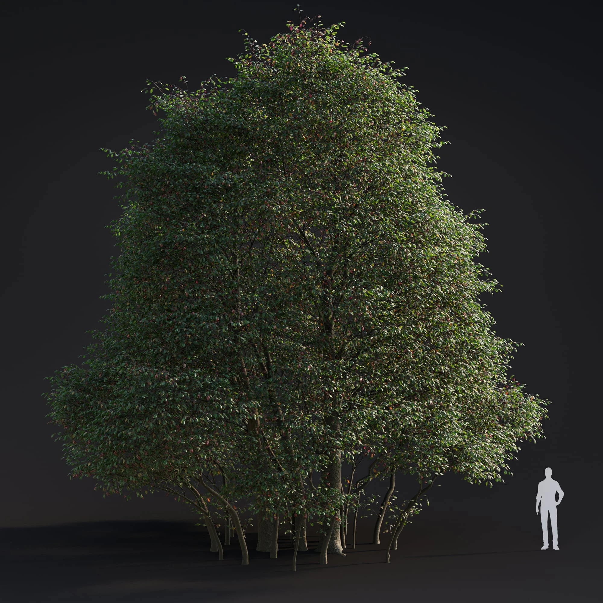 003 alnus rubra — Descargar
