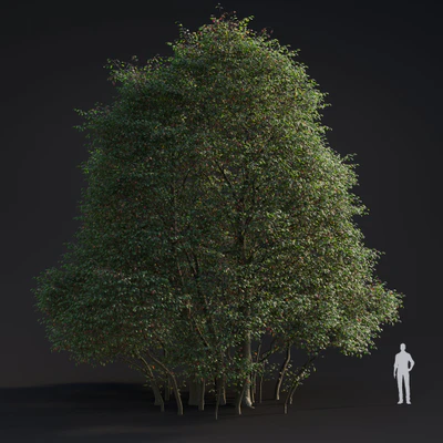 003 alnus rubra — Descargar