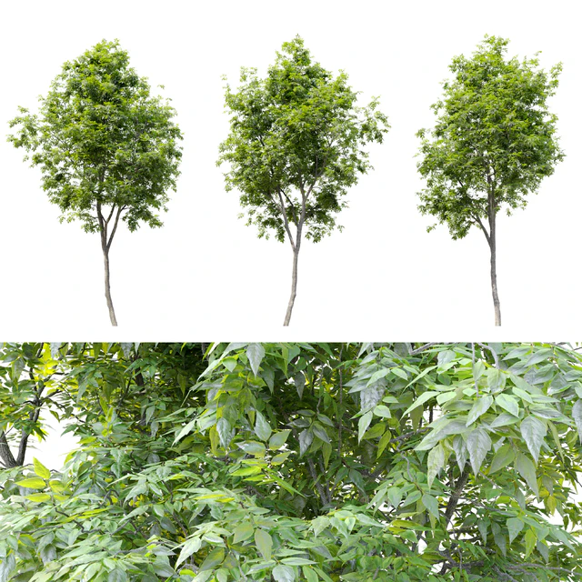 Fraxinus americana (White ash) 2 — Descargar
