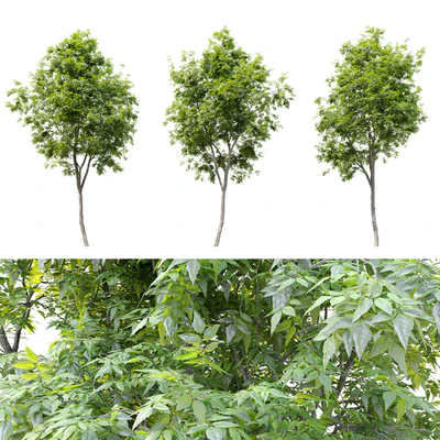 Fraxinus americana (White ash) 2 — Ver 4