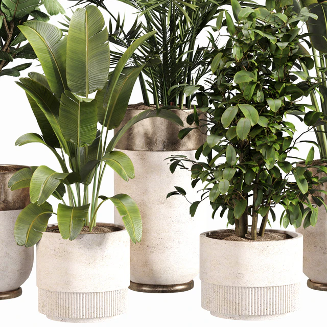 Indoor Plant Set 052 — Descargar