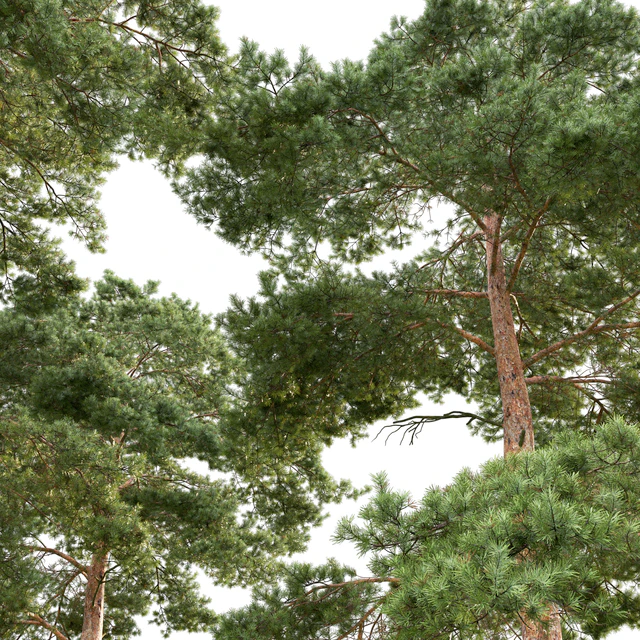 Pine — Descargar