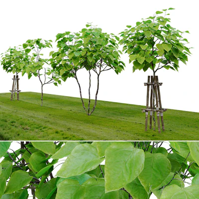 catalpa tree — Ver 3