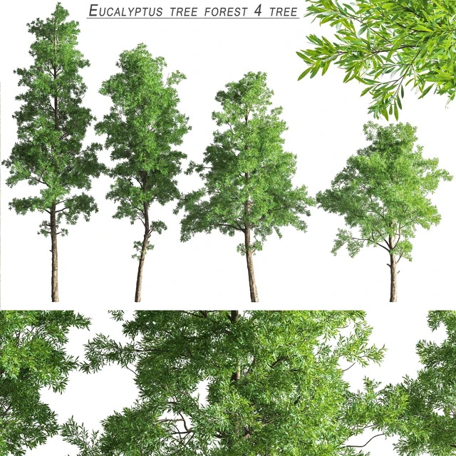 Eucalyptus tree forest 4 tree vray — Скачать