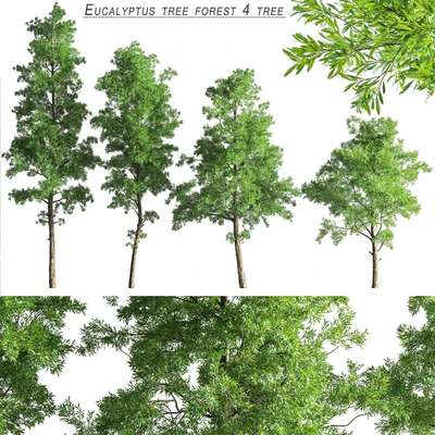 Eucalyptus tree forest 4 tree vray — Вид 1