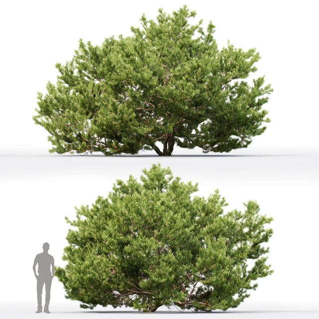 Pine — Скачать