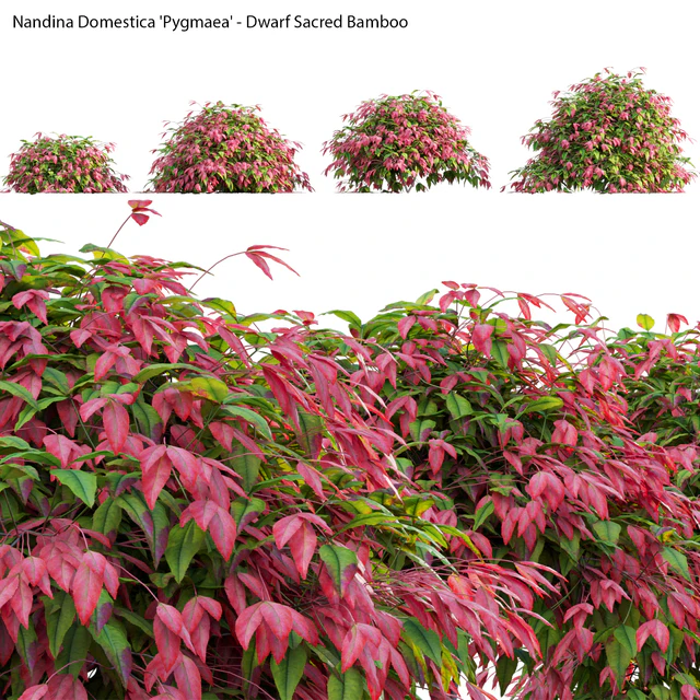 Nandina Domestica Pygmaea - Dwarf Sacred Bamboo — Descargar