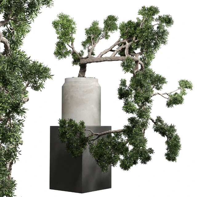 bonsai tree vase old concrete dirt pot — Descargar