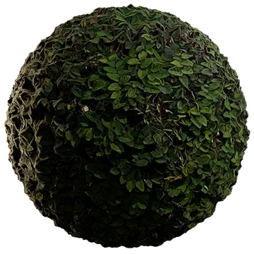 creeping fig 002 — Descargar