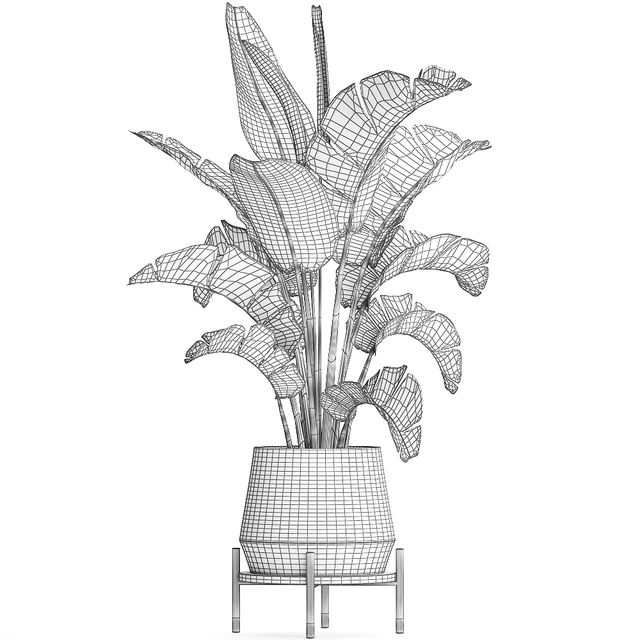 Beautiful lush decorative Banana palm in a modern luxury pot on legs with strelitzia, indoor banana. Set 446. — Descargar