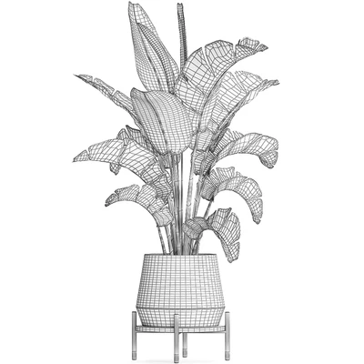 Beautiful lush decorative Banana palm in a modern luxury pot on legs with strelitzia, indoor banana. Set 446. — Ver 4