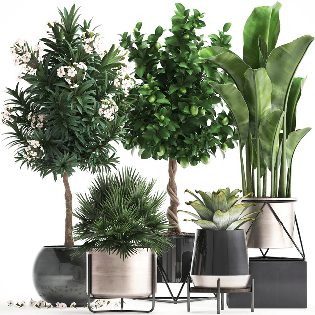 Plant collection 297. Lemon tree, bromeliad, chamerops, oleander, tree, banana, luxury, flowering tree, luxury decor, small tree, Chamaerops palm — Descargar