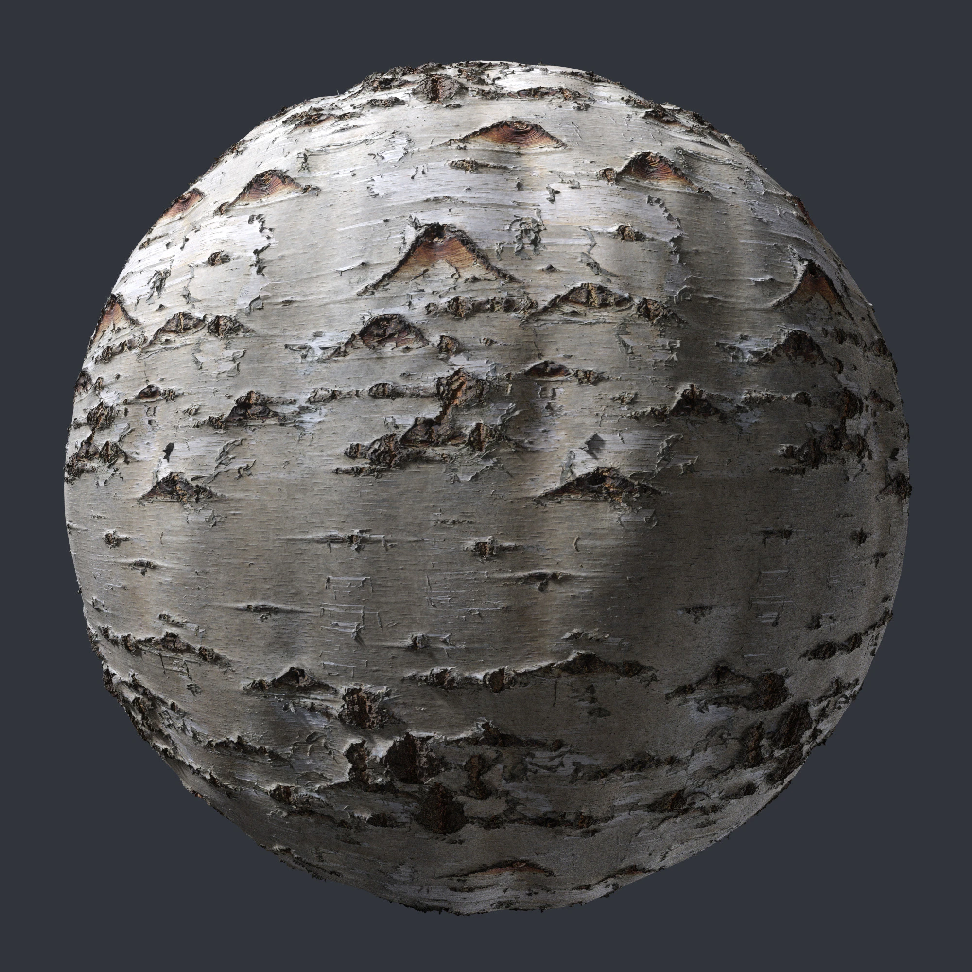 birch bark 006 — Descargar