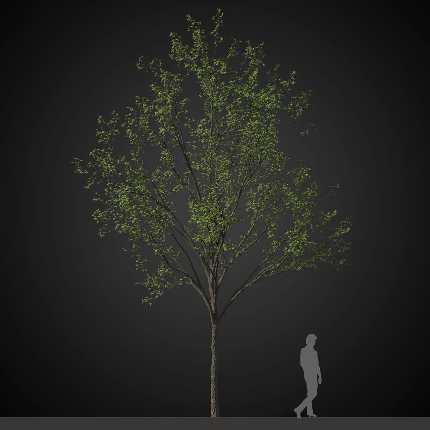 trees 006 — Descargar