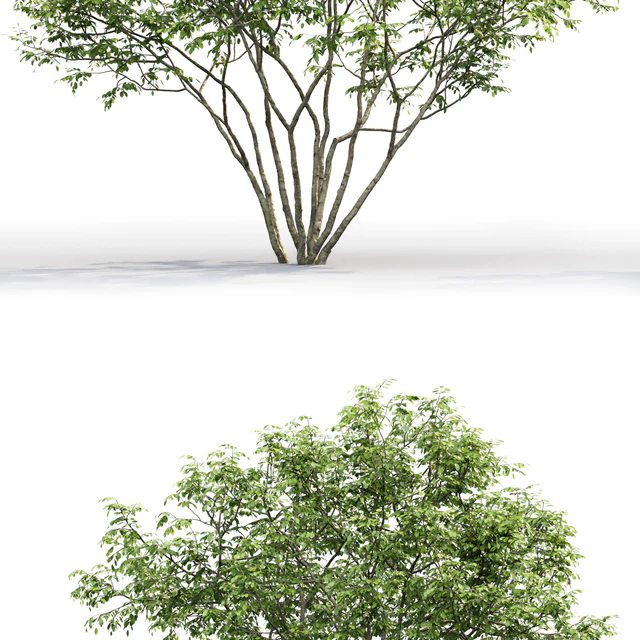 Amelanchier — Descargar
