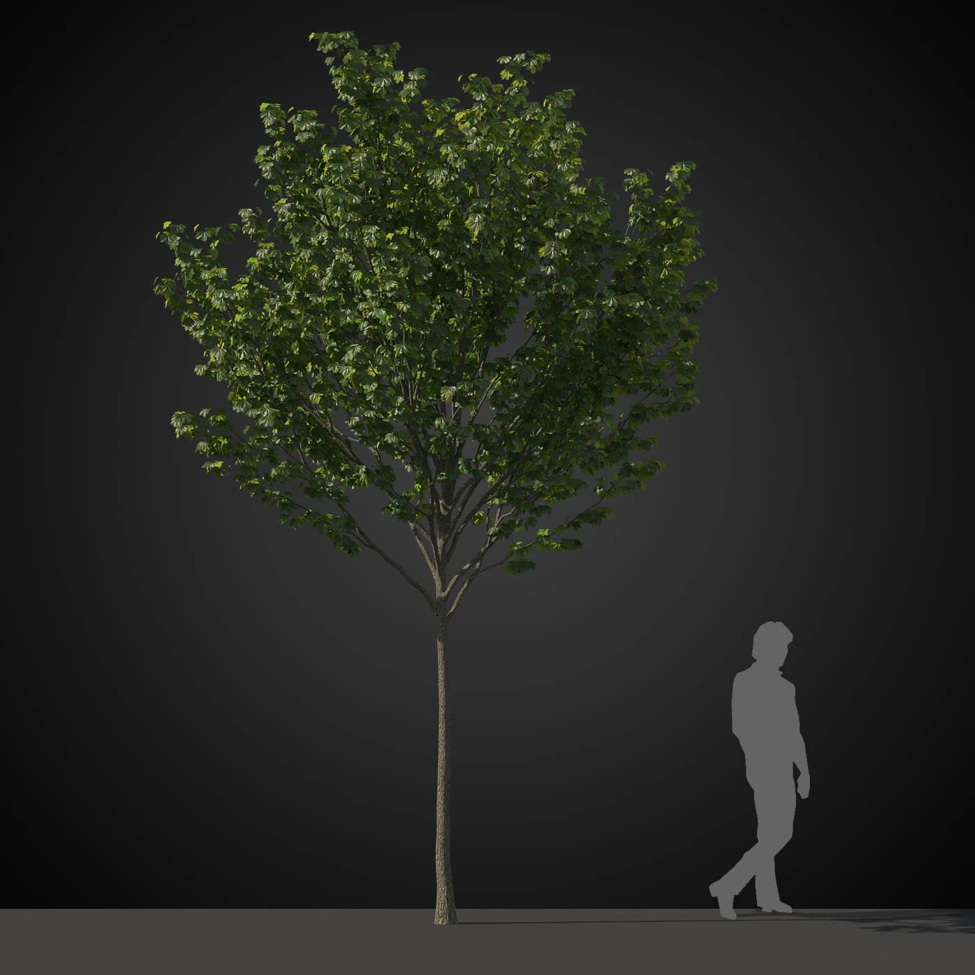 trees 040 — Descargar