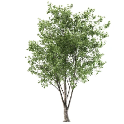 ash tree — Вид 4