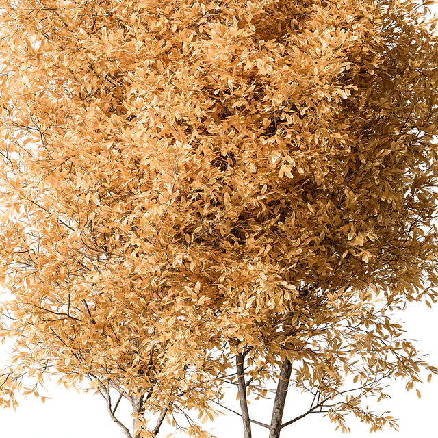 Garden Plants - Outdoor Plants 476 — Descargar