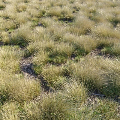 Eskdale grass — Ver 1