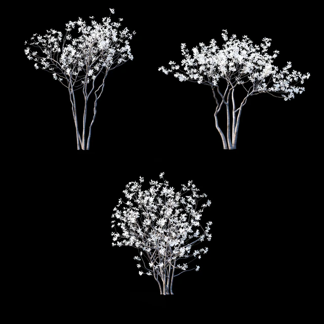 Магнолия звездчатая | Magnolia stellata flowering — Скачать