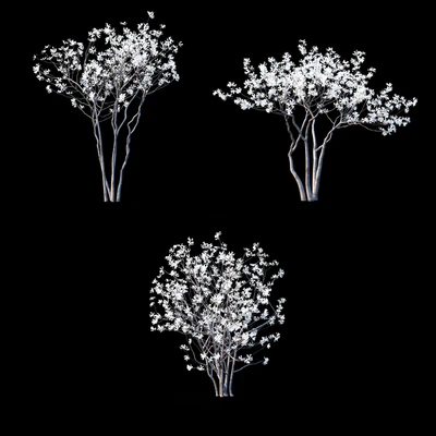 Магнолия звездчатая | Magnolia stellata flowering — Вид 3