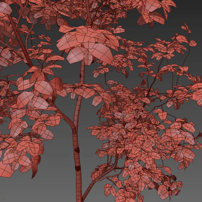 Oak sapling — Вид 4