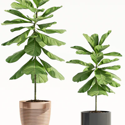 Ficus Lyrata (Plant 65) — Ver 2