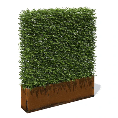 High hedges — Ver 1