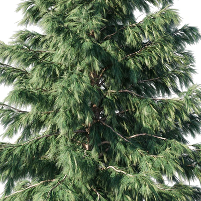 Cedrus Deodara 03 — Ver 3
